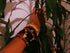 Maasai Beaded Bracelets (Made in Kenya 🇰🇪)